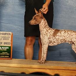 American Hairless Terrier and Chihuahua All Grown Up from CAS