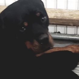 Evee - Rottweiler