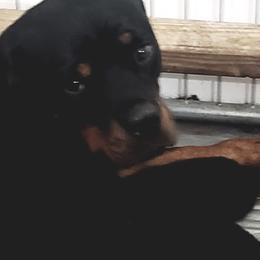 Evee - Rottweiler