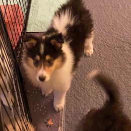 Cowboy - Black white and tan Collie puppy in Mount Orab, Ohio from Plum Creek Collies