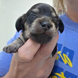 Sterling - Black and cream male Dachshund puppy in Willard, Utah from Simply Sharing Love