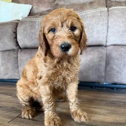 Orange - Apricot female Goldendoodle puppy in Rockford, Ohio from 419 Goldendoodles