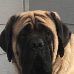 French Bulldogs and Mastiffs from Ashlan French Bulldogs/Divine Mastiffs