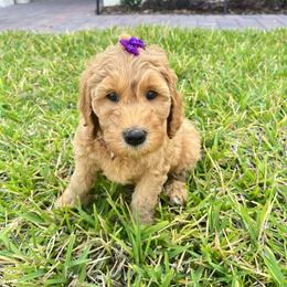 Goldendoodle Puppies from Darling Doodles