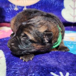 Bigweld - Sable male German Shepherd puppy in Los Lunas, New Mexico from Mali's German Shepherds LLC