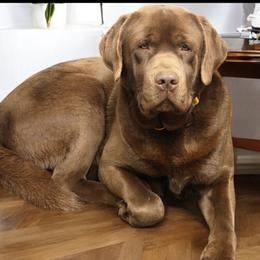 Moose - Chocolate male Labrador Retriever puppy in Strafford, New Hampshire from Alley Rock Labradors, LLC