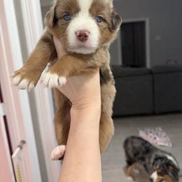 Skye - Red merle female Miniature Australian Shepherd puppy in Sweeny, Texas from Peach Creek Minis