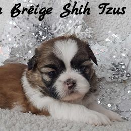 AKC Red & White Male #2 - Red and white male Shih Tzu puppy in Middle Grove, New York from Beirin Breige Shih Tzus