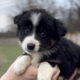 Luna - Girl 3 - Black & white female Miniature Australian Shepherd puppy in Murfreesboro, Tennessee from Norby's Mini Aussies
