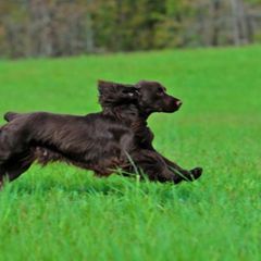 Field Spaniels from SandsCape Field Spaniels