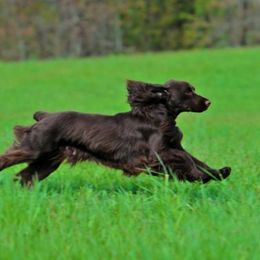 Field Spaniels from SandsCape Field Spaniels