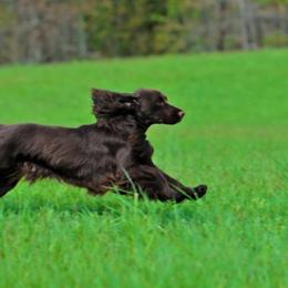 Field Spaniels from SandsCape Field Spaniels