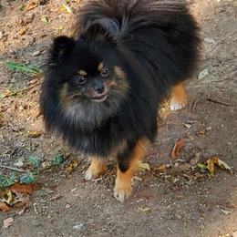 Raven - Pomeranian