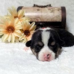 Pembroke Welsh Corgi Puppies from Sunnydale Corgis