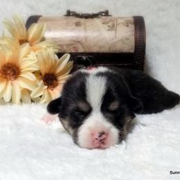 Pembroke Welsh Corgi Puppies from Sunnydale Corgis