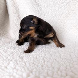 Crumpet 4000 - Black and tan parti male Pomeranian puppy in Morgan, Utah from Rockstar Rigby Pomeranians