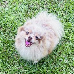 Rain - Pomeranian