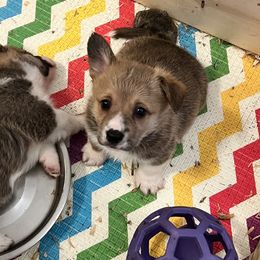 Boötes - Red Pembroke Welsh Corgi puppy in California from Camp Corgis