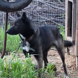 Apollo - Alaskan Husky