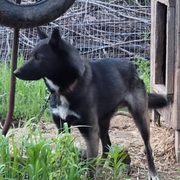 Apollo - Alaskan Husky