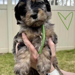 Bernedoodle, Cavalier King Charles Spaniel, and Poodle Puppies from Ellas.Pups (Bernedoodles & Cavapoos)