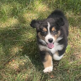 Australian Shepherd Puppies from Susquehannock Aussies