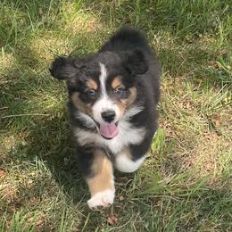 Australian Shepherd Puppies from Susquehannock Aussies