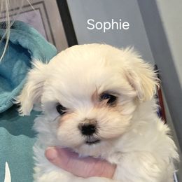 Maltese puppies from Happier with Dogs