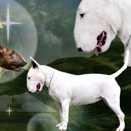 Frida - Bull Terrier