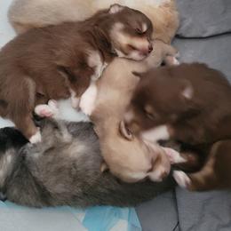 Pomsky Puppies from White Horse Pomsky's