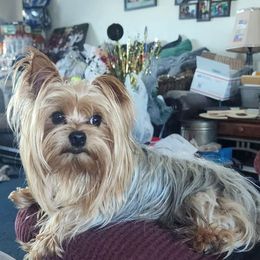 Yorkshire Terrier Puppies from The Yorkies and Us