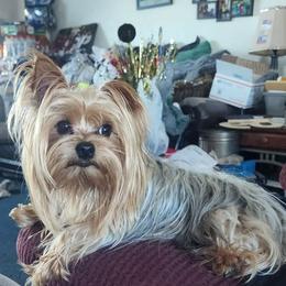Yorkshire Terrier Puppies from The Yorkies and Us