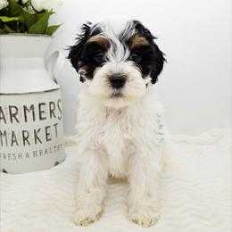 Sage - Black and white male Bernedoodle puppy in Granton, Wisconsin from Rose River Farms