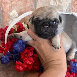 Yellow collar - Fawn male Pug puppy in Tucson, Arizona from Furever Friends