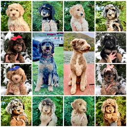 Aussiedoodle puppies from Redwood Aussiedoodles