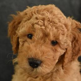 Beanie - Red  female Goldendoodle puppy in Frostproof, Florida from Lover Dover Doodles
