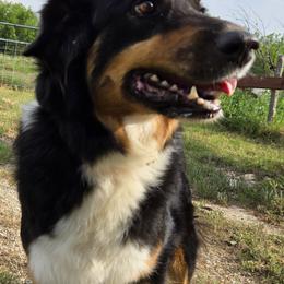 Australian Shepherds from S&K Aussies N' Rotties