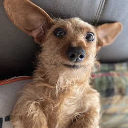 Dachshunds and Yorkshire Terriers from Galaxy Kennel