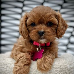 Cherie - Red female Cavapoo puppy in Palm Beach County, Florida from Benji’s Cockapoos