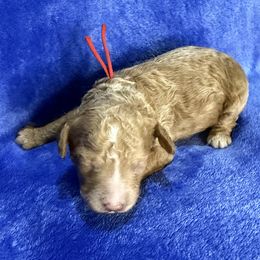 Mario - Apricot male Poodle puppy in Huntsville, Alabama from Flint River Poodles