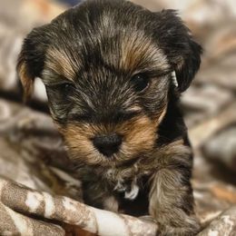 Salem - Black and tan male Yorkshire Terrier puppy in Thornville, Ohio from My precious yorkies