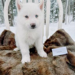 Aqua collar - White male Siberian Husky puppy in Solon Springs, Wisconsin from Snowfall Siberians