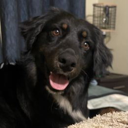 Nic - Australian Shepherd