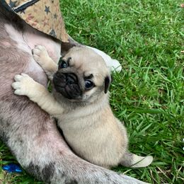 Ren - Pug puppy from Freedom Meadow Farm