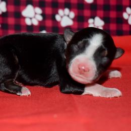 Vi - Black tri female Miniature Australian Shepherd puppy in Akeley, Minnesota from Rustic Original Aussies