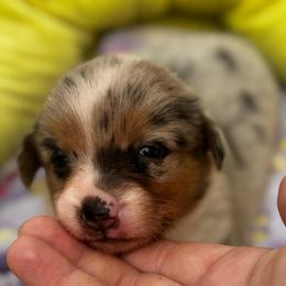 Maggie - Blue merle and white female American Corgi puppy in Nortonville, Kansas from Low Riders Corgis & Mini Aussies