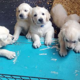 Golden Retriever Puppies from Kansas Prairie Pups