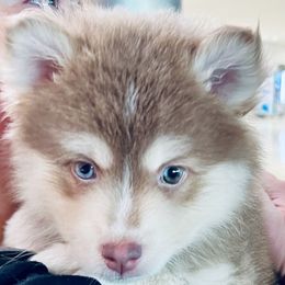 Jolt - Pomsky