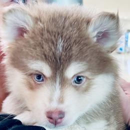 Jolt - Pomsky