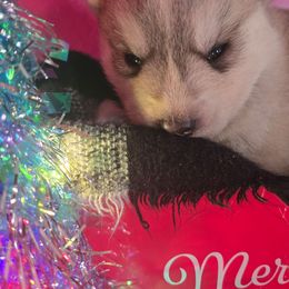 Male 5 - Gray and white male Siberian Husky puppy in Bingham, Illinois from Siberian Instincts Kennel